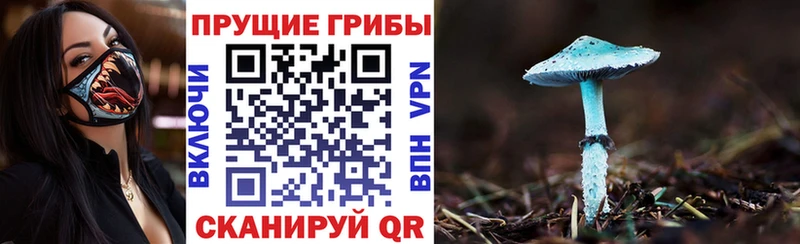 Псилоцибиновые грибы Cubensis цены наркотик Калининец